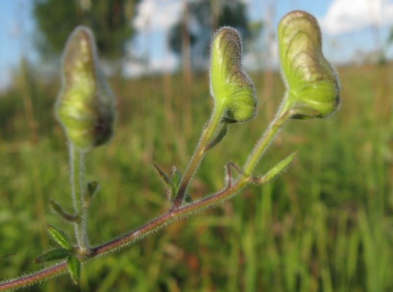 Image of Aconitum volubile specimen.