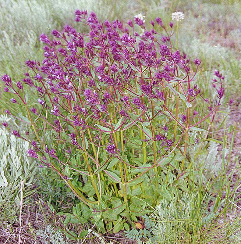 Изображение особи Nepeta ucranica.