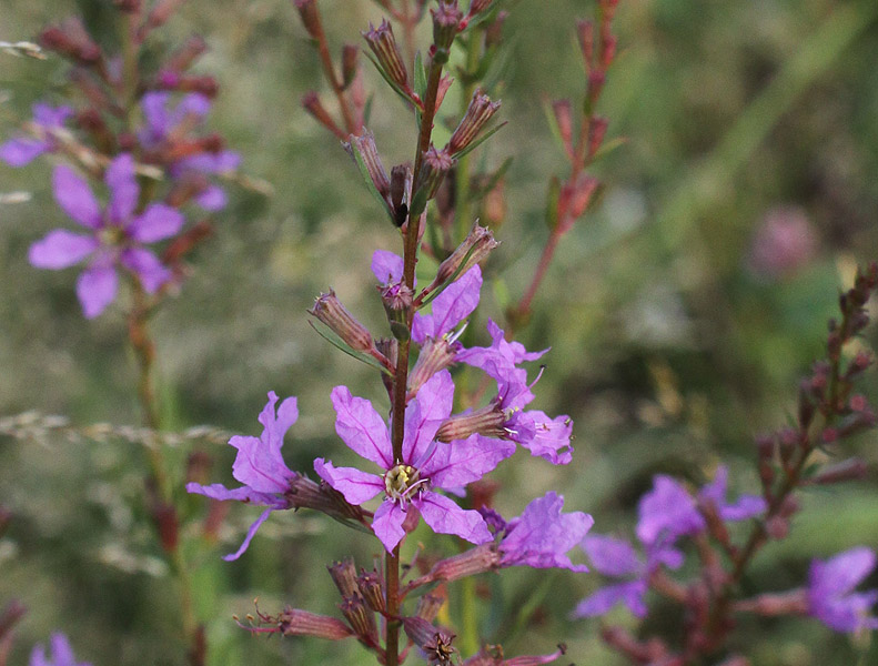 Изображение особи Lythrum virgatum.