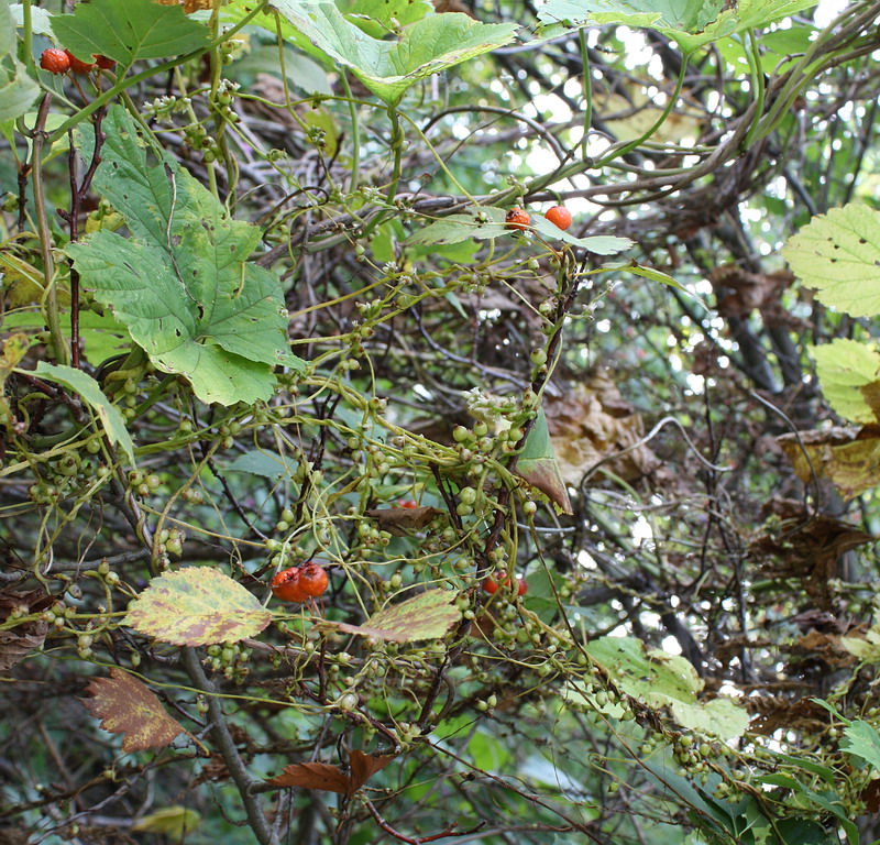 Image of Cuscuta lupuliformis specimen.