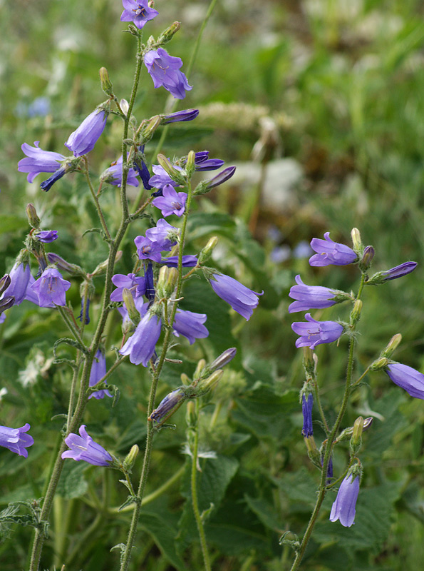 Image of Campanula praealta specimen.