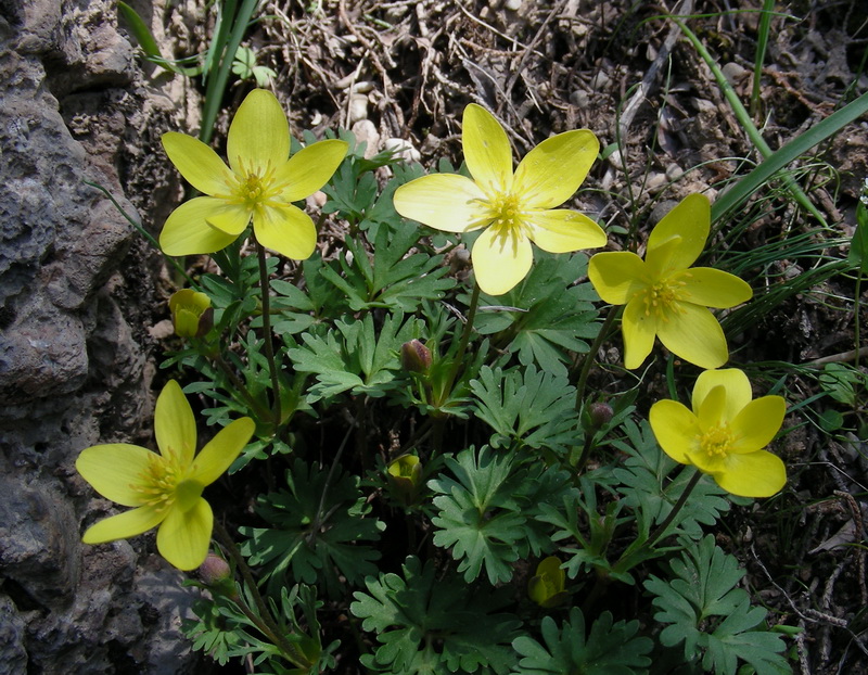 Image of Anemone gortschakowii specimen.