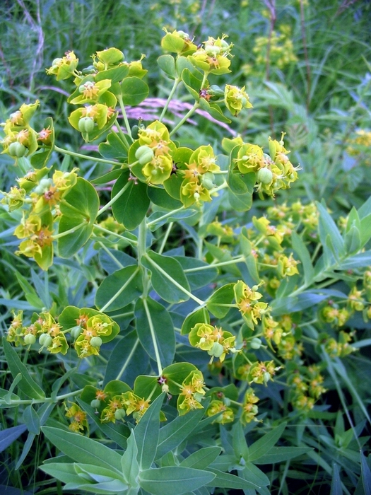 Изображение особи Euphorbia lucida.