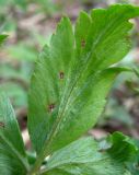 Anemone altaica. Часть листа с поражениями ржавчинным грибом Puccinia singularis (вид снизу). Окр. Архангельска, луг. 11.05.2015.