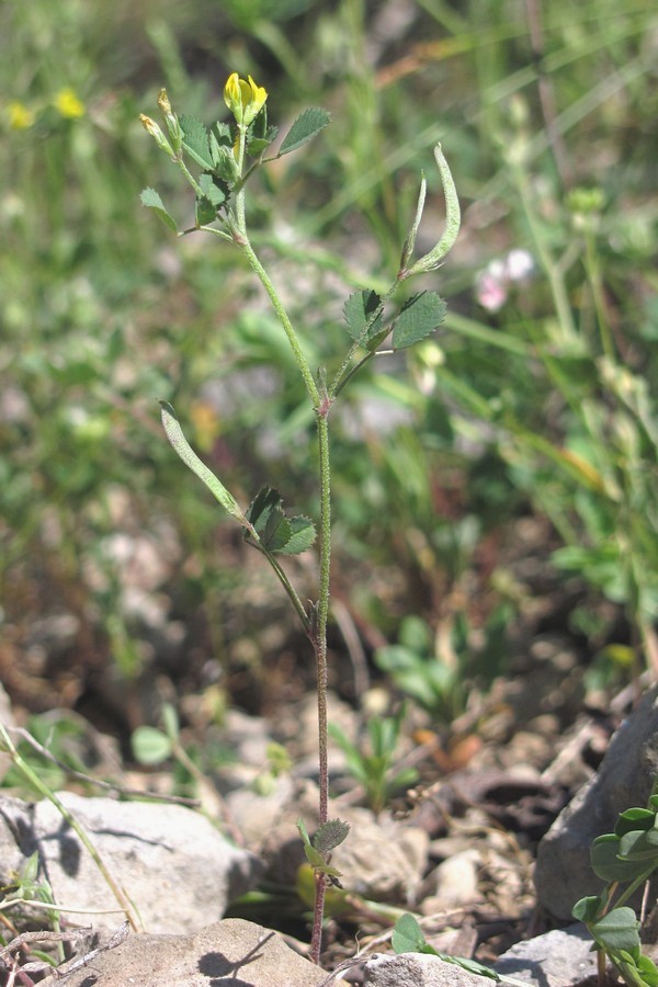 Изображение особи Trigonella striata.