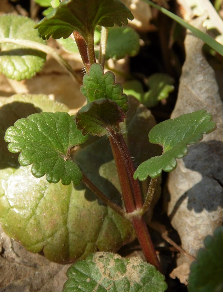 Image of Glechoma hederacea specimen.