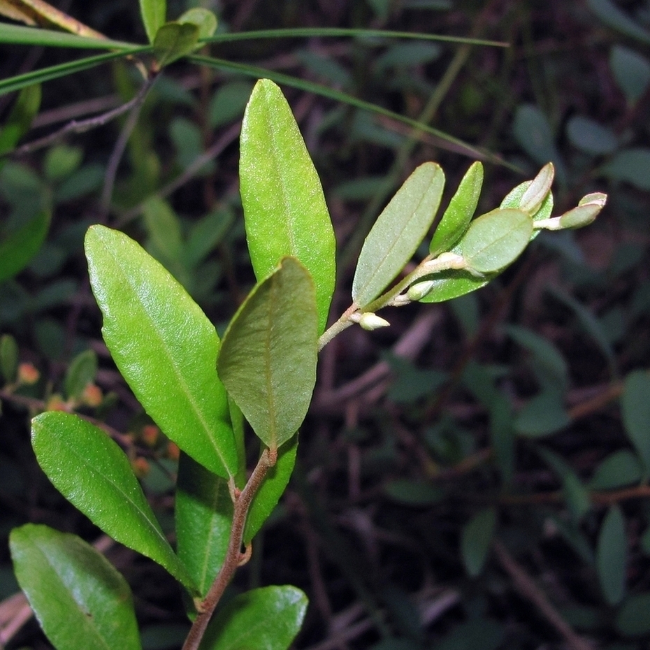 Image of Chamaedaphne calyculata specimen.