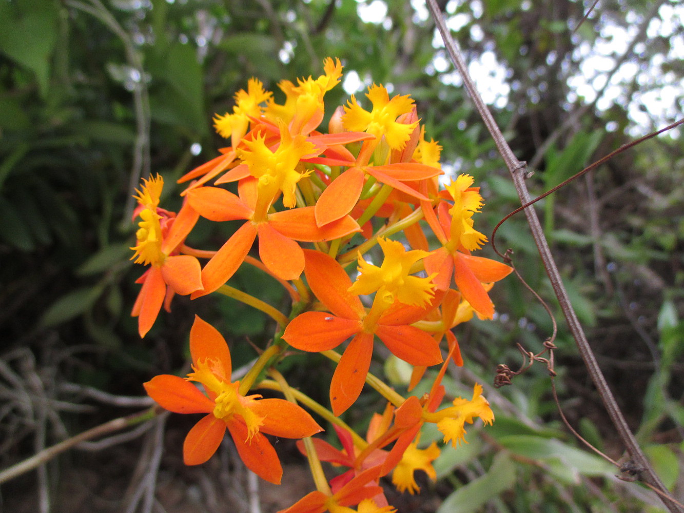 Изображение особи Epidendrum obrienianum.