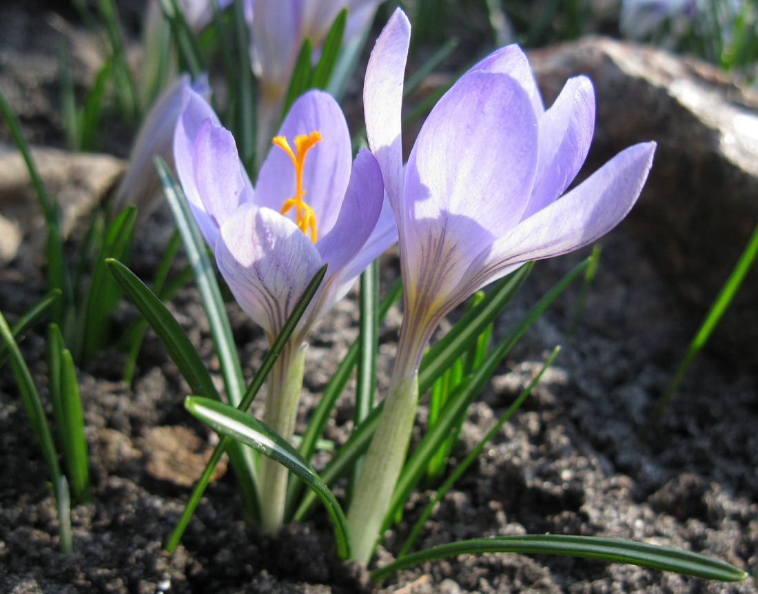 Image of Crocus etruscus specimen.