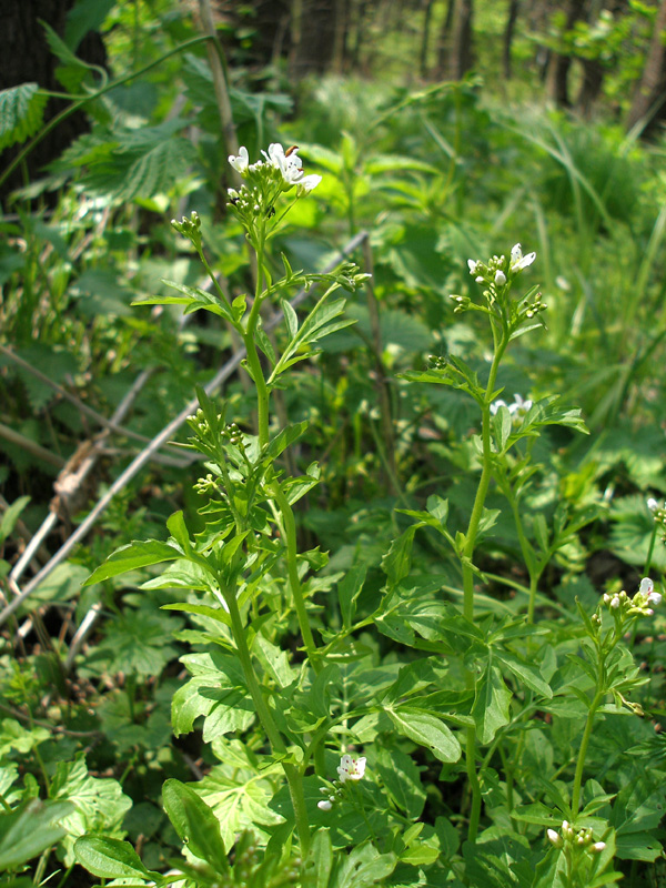 Image of Cardamine amara specimen.