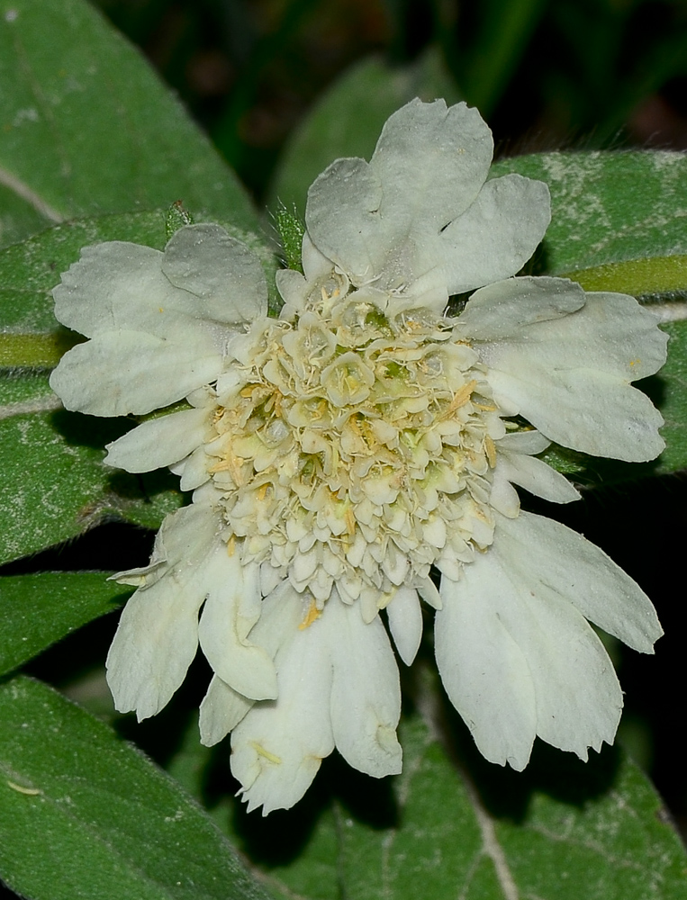 Image of Lomelosia prolifera specimen.