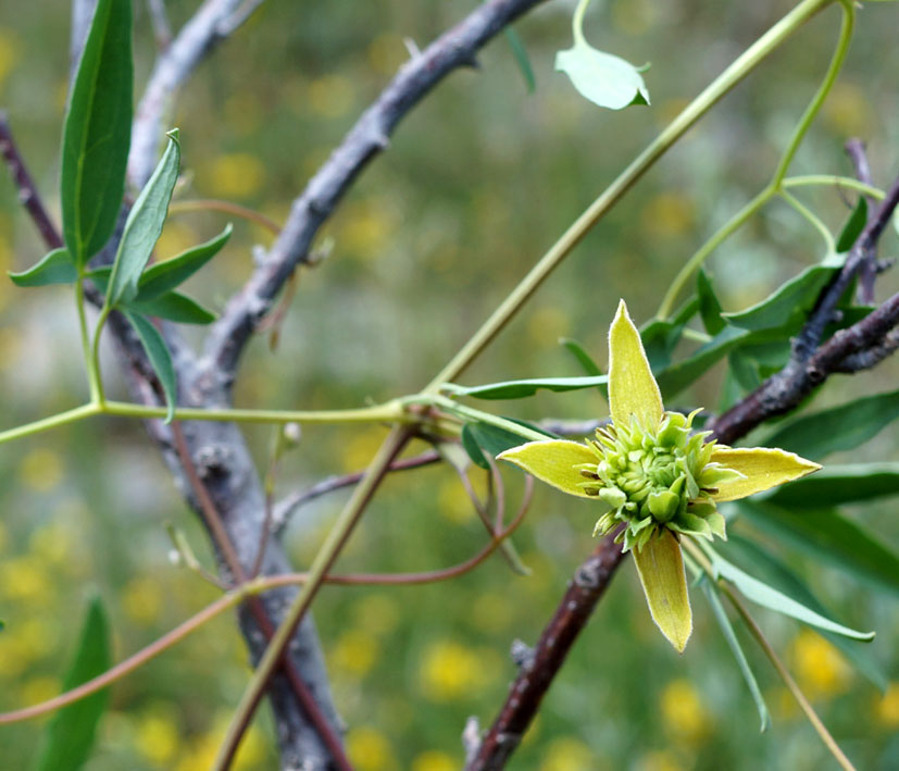 Image of Clematis orientalis specimen.