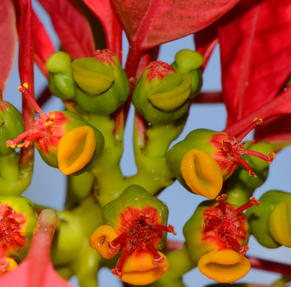 Image of Euphorbia pulcherrima specimen.