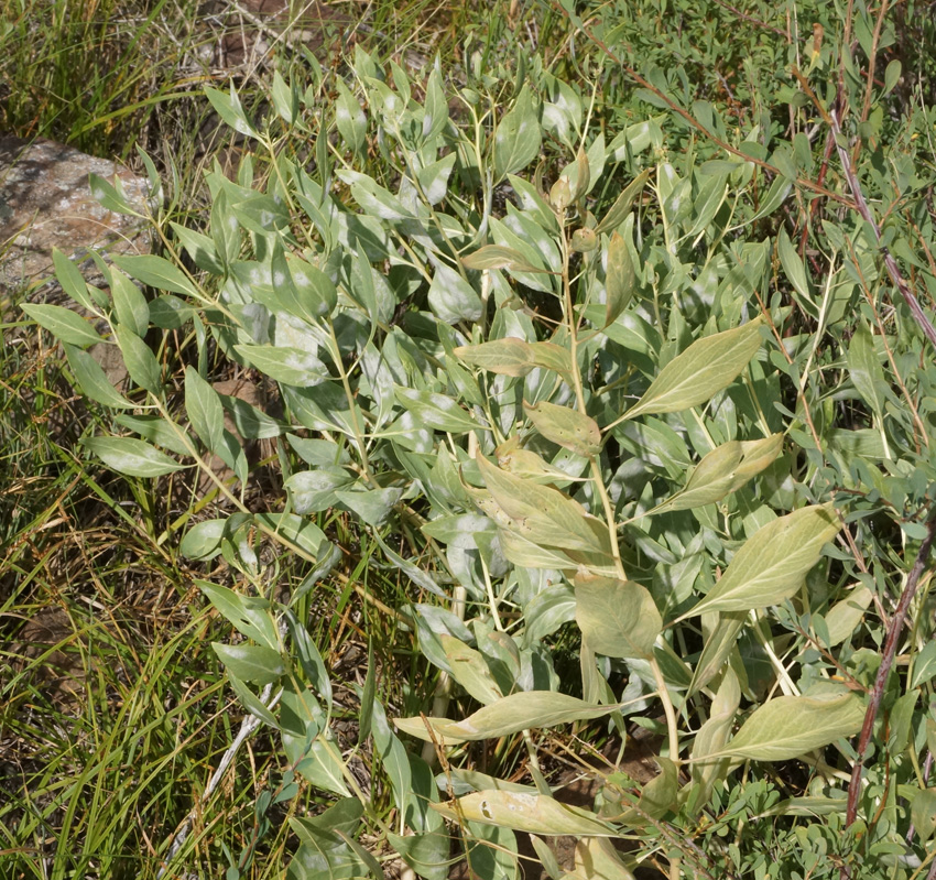 Image of Haplophyllum latifolium specimen.