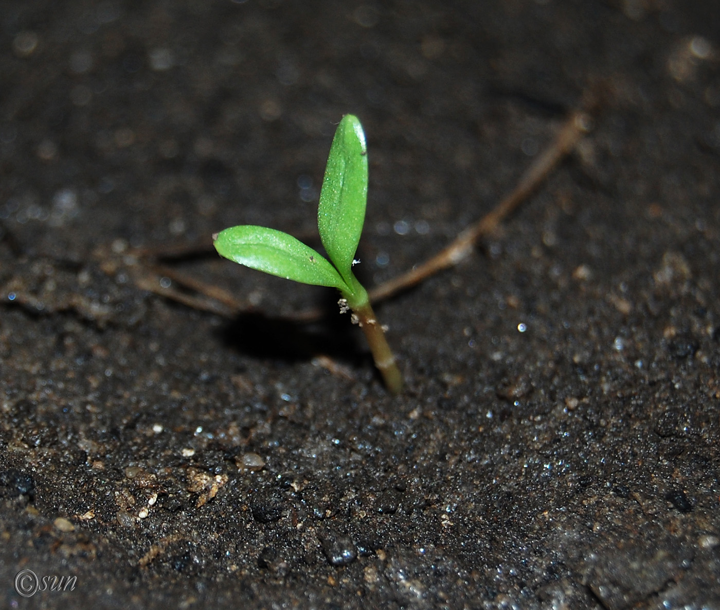 Image of Calendula officinalis specimen.