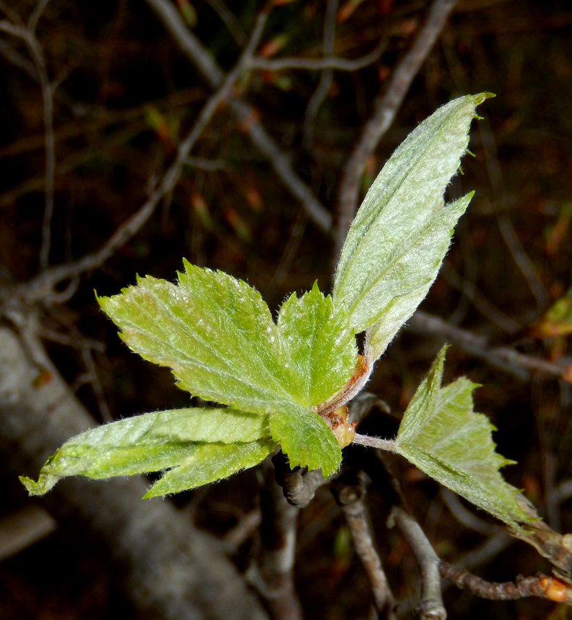 Image of Sorbus torminalis specimen.