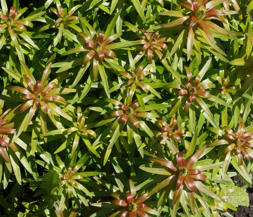 Image of Lilium pensylvanicum specimen.