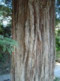 Sequoia sempervirens