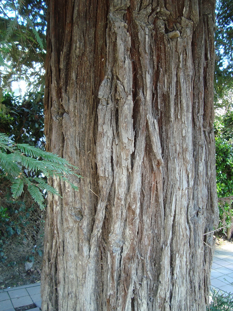 Image of Sequoia sempervirens specimen.