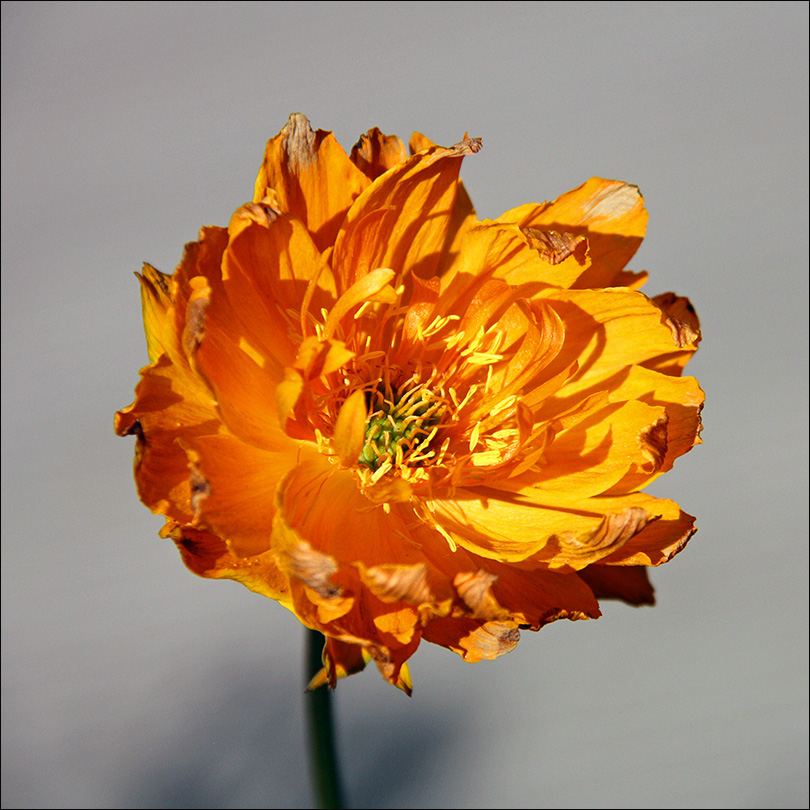 Image of Trollius asiaticus specimen.