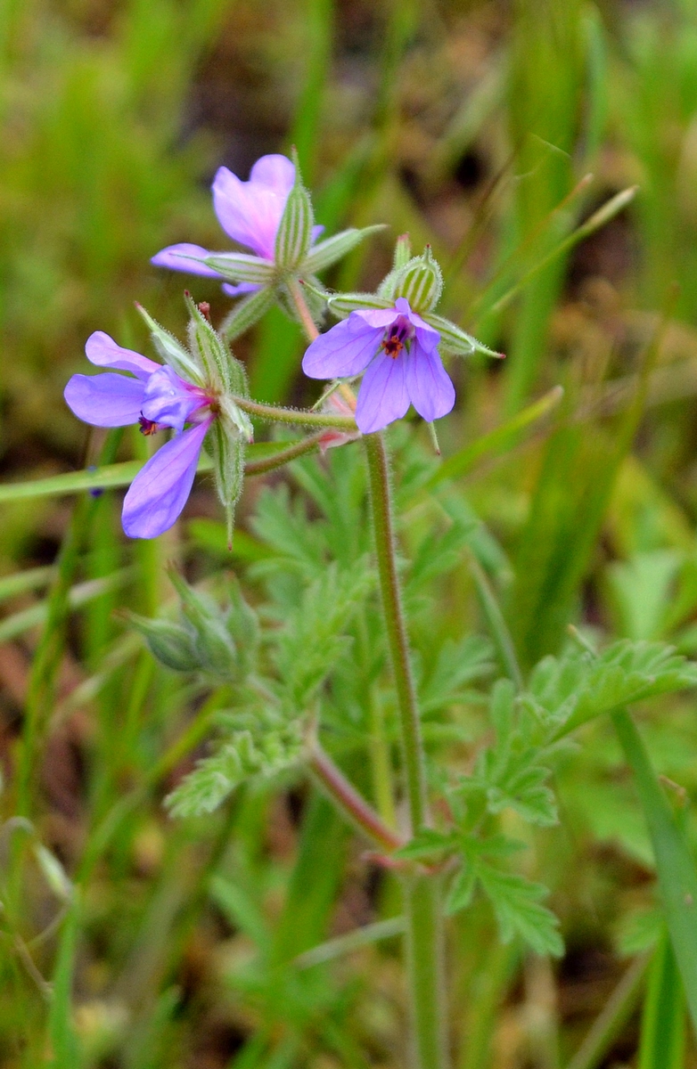 Изображение особи Erodium ciconium.