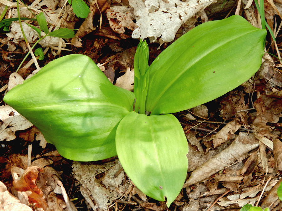 Image of Platanthera chlorantha specimen.