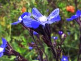 Anchusa azurea. Цветок. Испания, автономное сообщество Каталония, провинция Жирона, комарка Баш Эмпорда, муниципалитет Калонже, залежь. 17.05.2016.