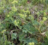 Alchemilla hirsuticaulis. Цветущее растение. Псковская обл., окр. Изборска, кальцефитный луг на крепостном валу. 28.05.2016.