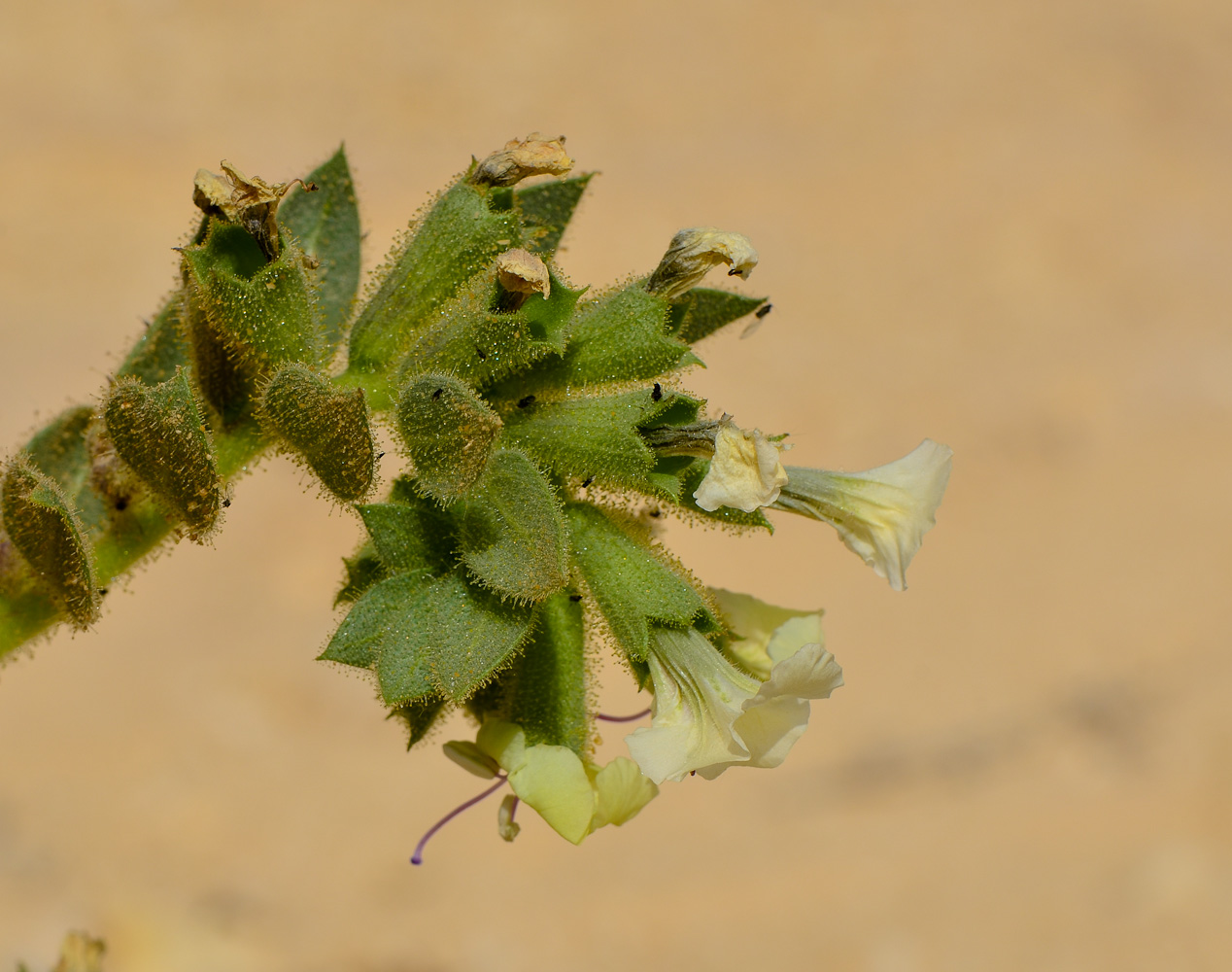 Image of Hyoscyamus desertorum  specimen.