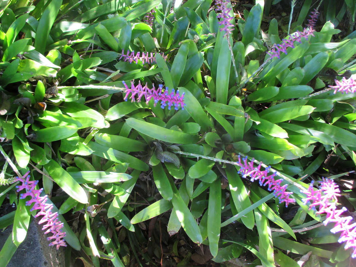 Image of Aechmea gamosepala specimen.