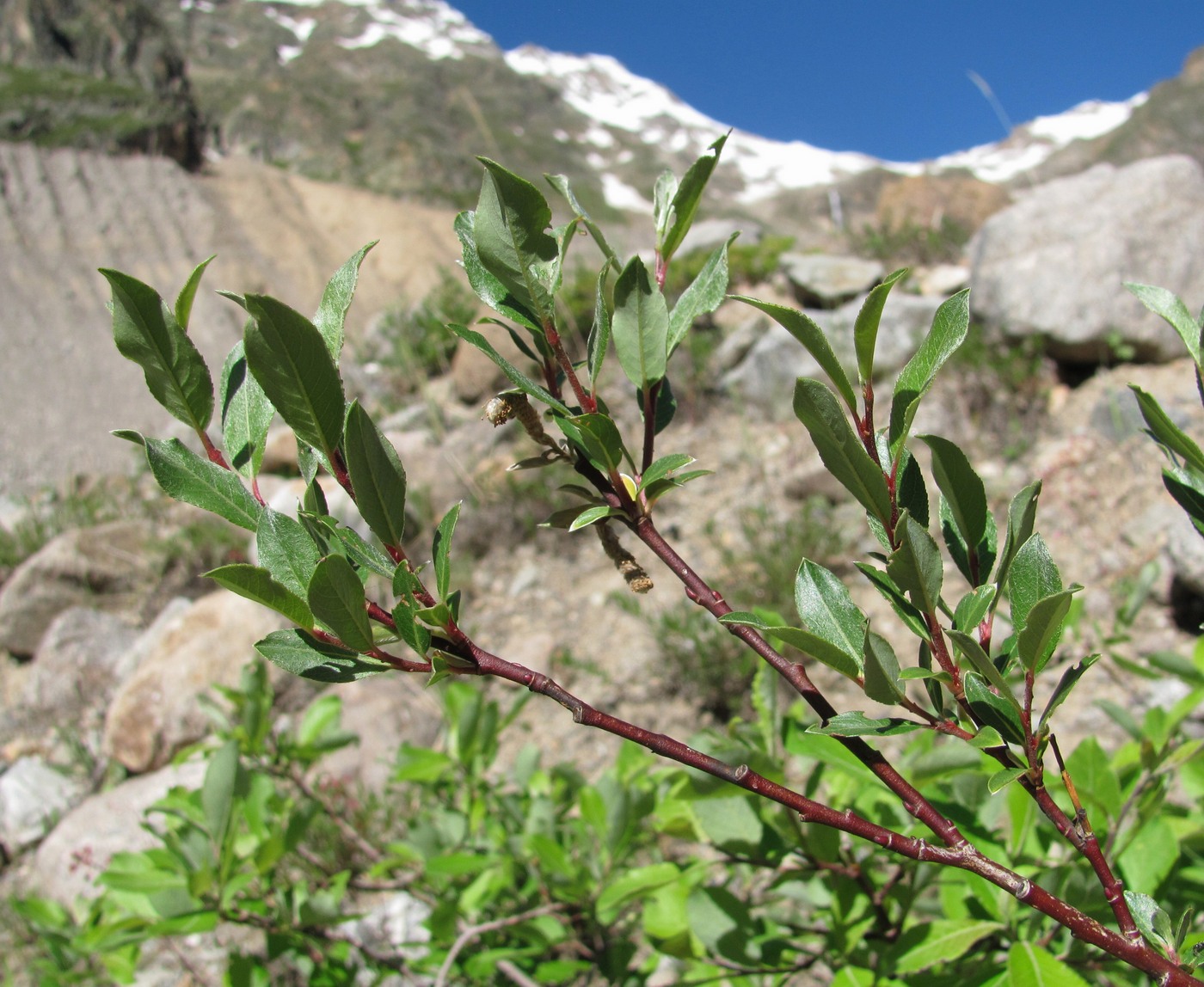 Изображение особи Salix kuznetzowii.