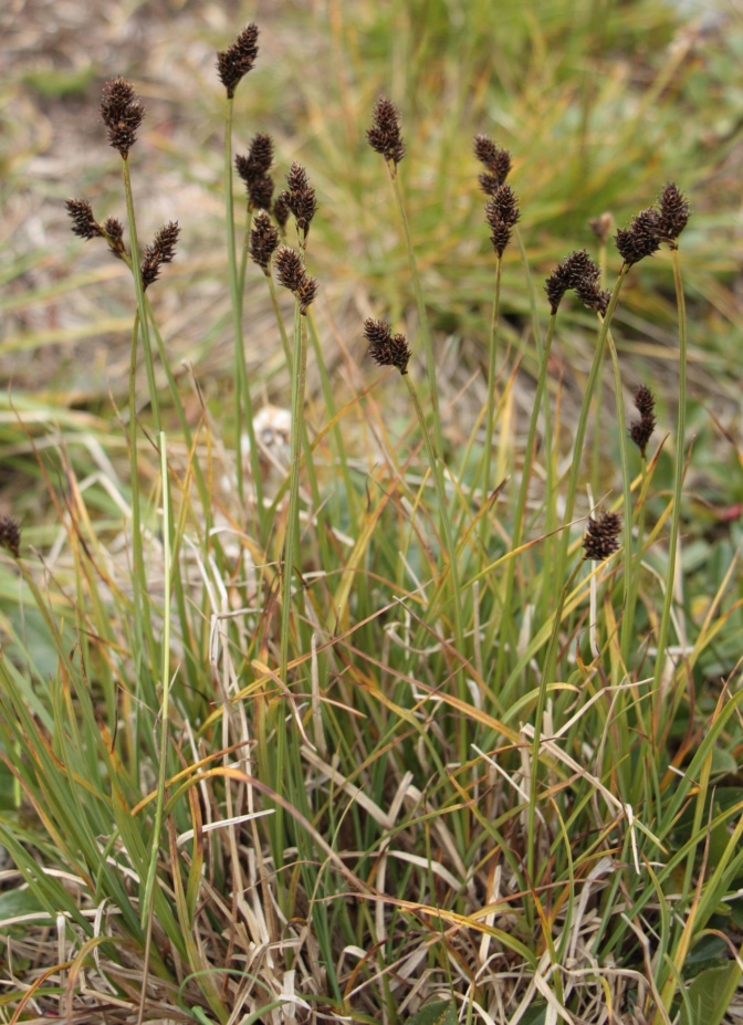 Изображение особи Carex lachenalii.