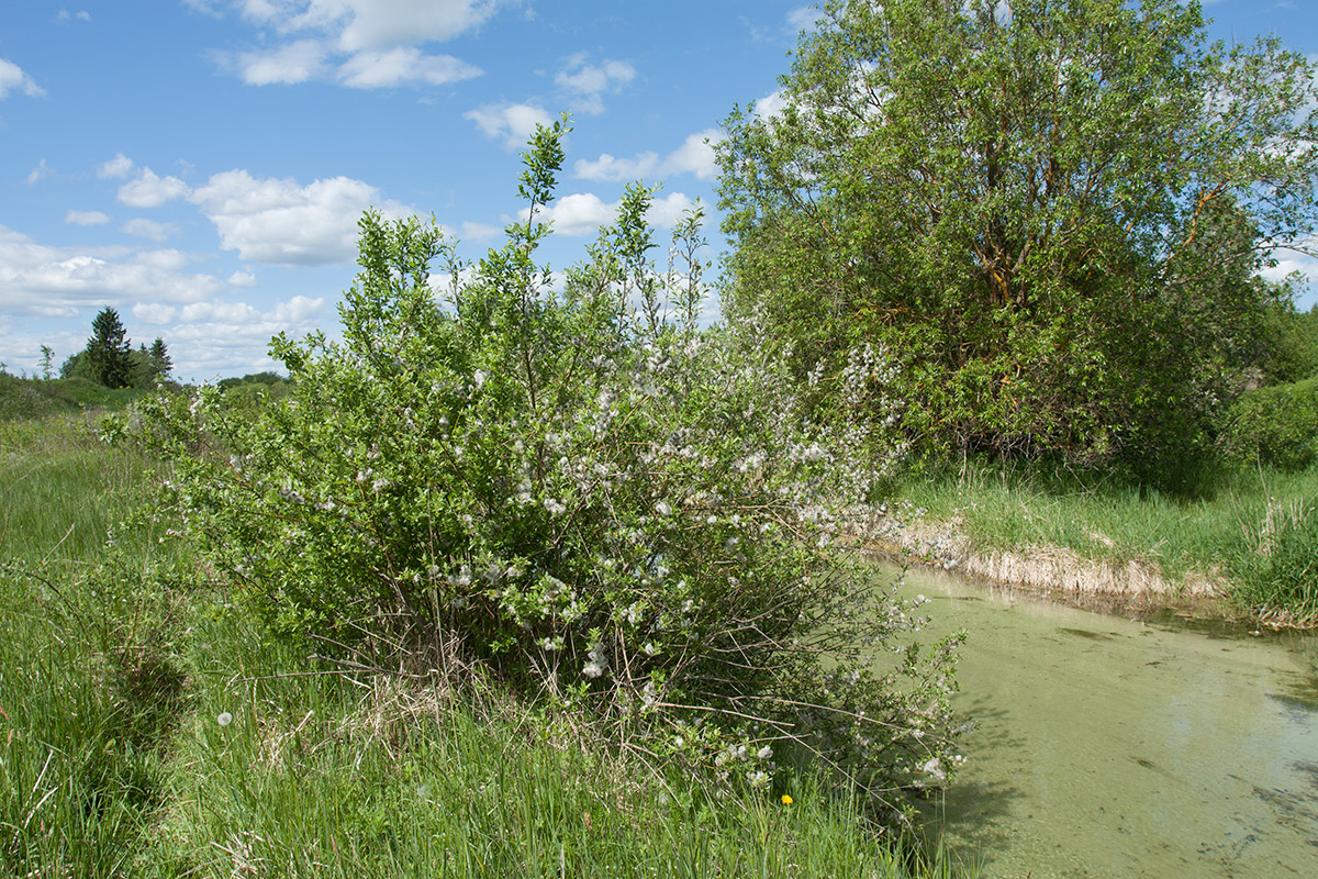 Image of Salix myrsinifolia specimen.