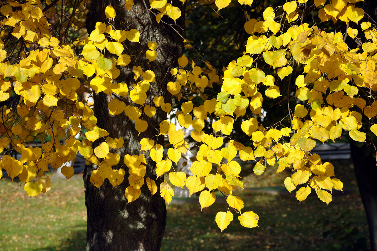 Image of Tilia cordata specimen.