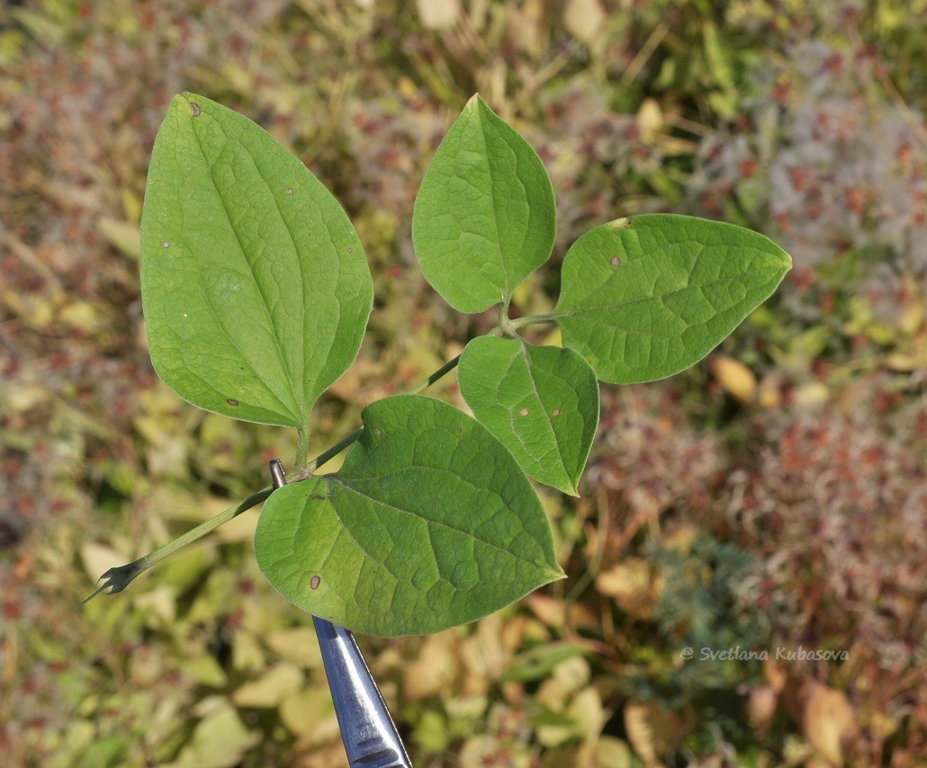 Image of Clematis mandshurica specimen.