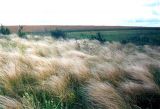 Stipa lessingiana