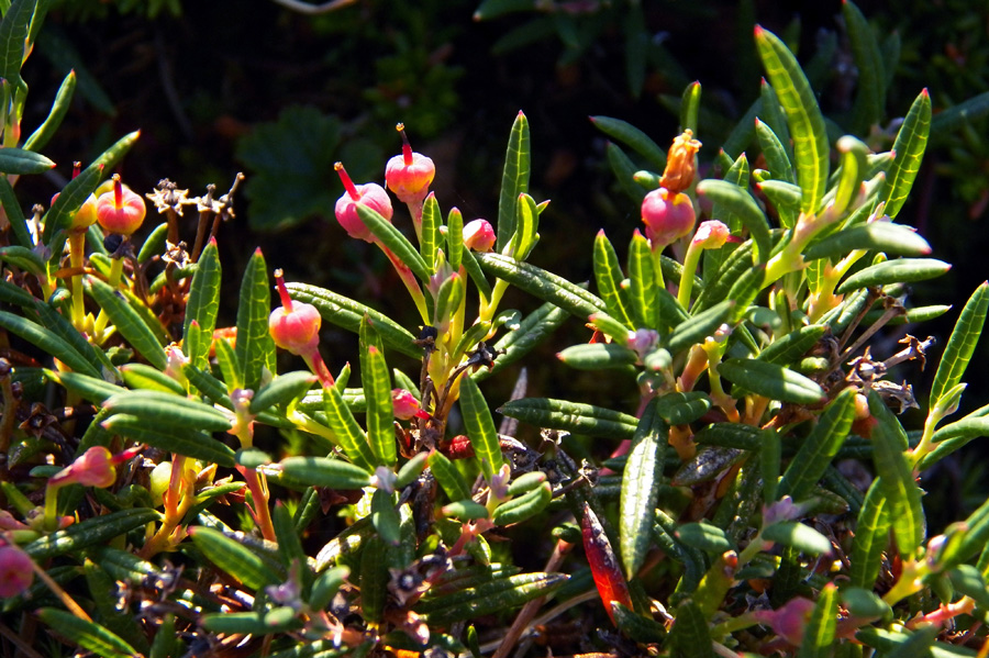 Изображение особи Andromeda polifolia.