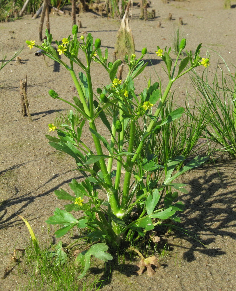 Image of Ranunculus sceleratus specimen.