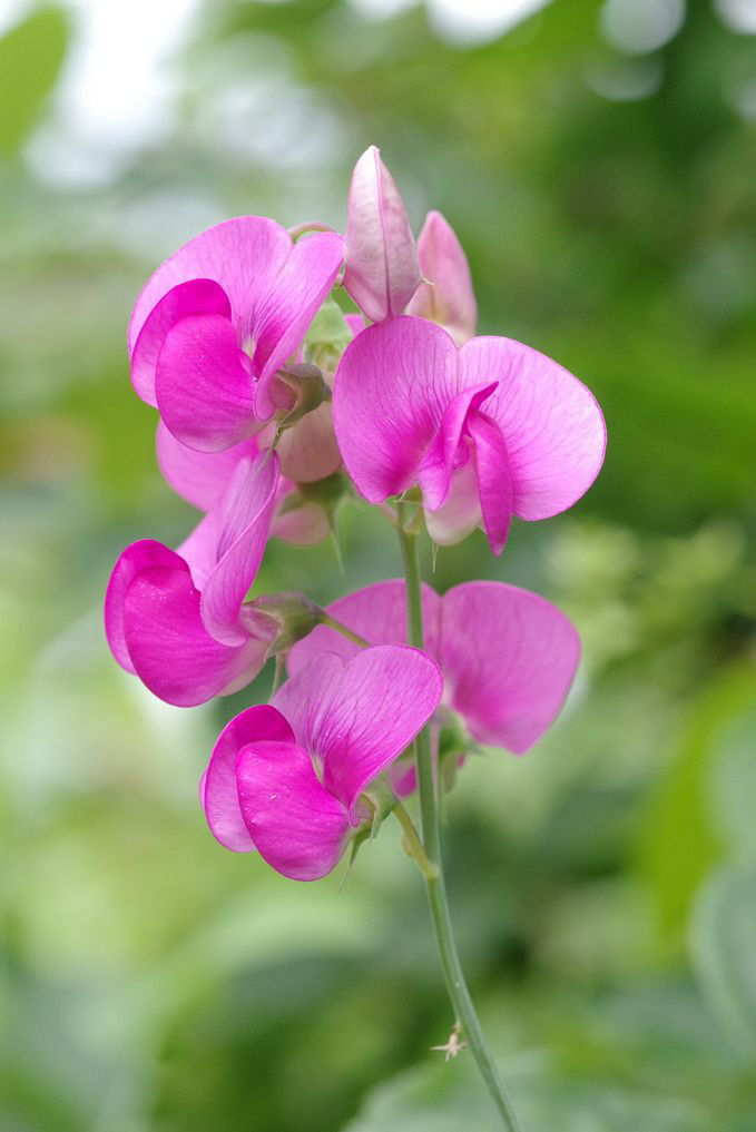 Image of Lathyrus latifolius specimen.