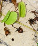 Ipomoea pes-caprae. Часть побега с плодами и семенами. Таиланд, о-в Пхукет, курорт Карон, зелёные насаждения вдоль пляжа. 14.01.2017.