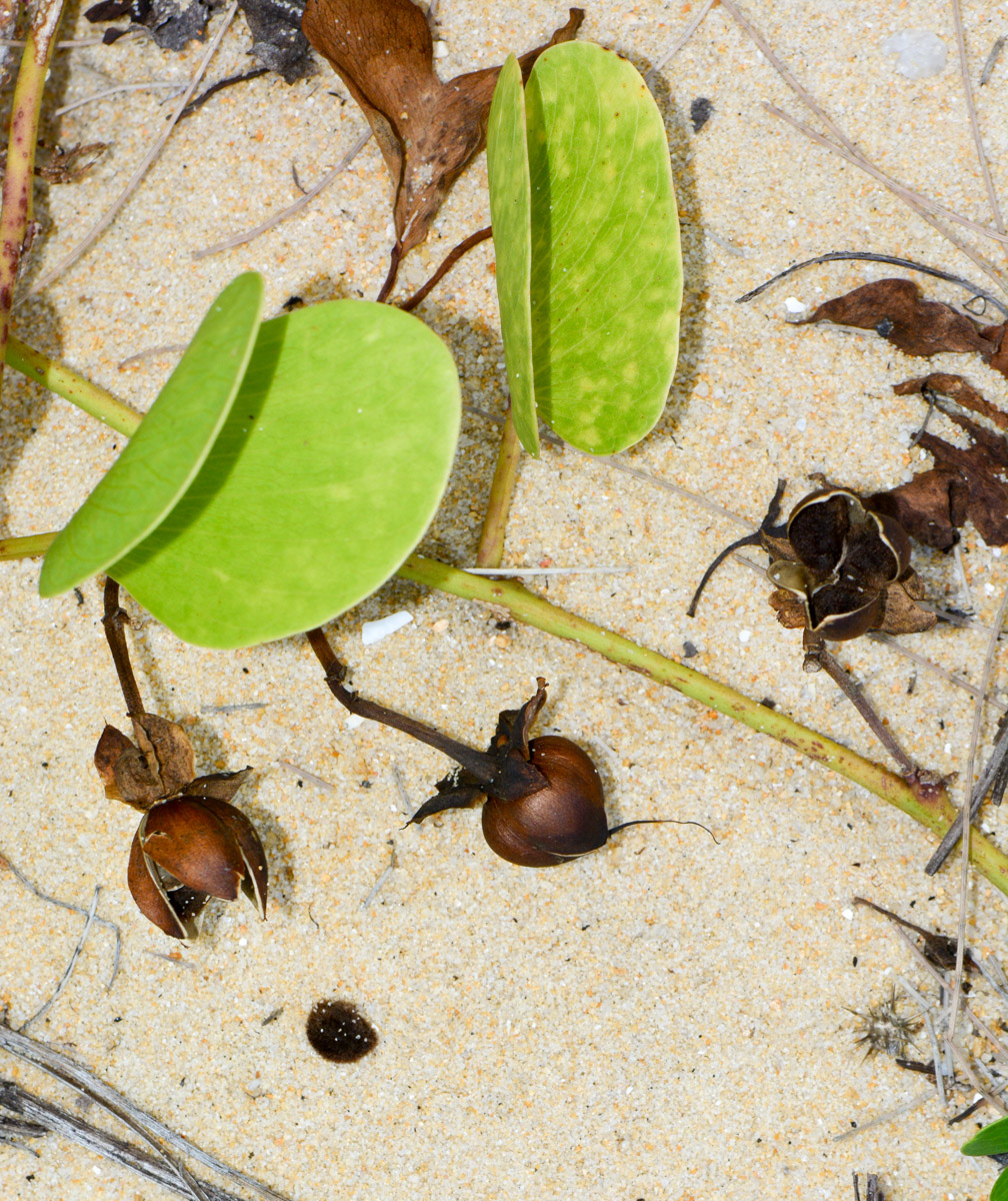 Image of Ipomoea pes-caprae specimen.