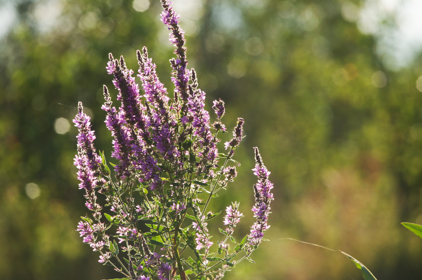 Image of Lythrum salicaria specimen.