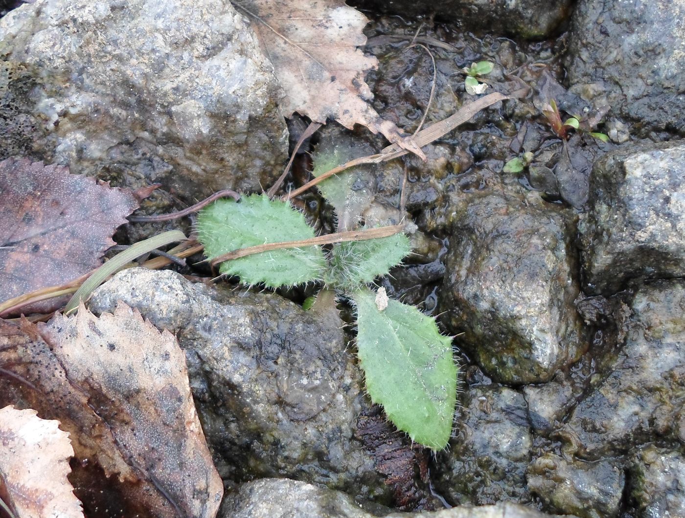 Image of Cirsium vulgare specimen.