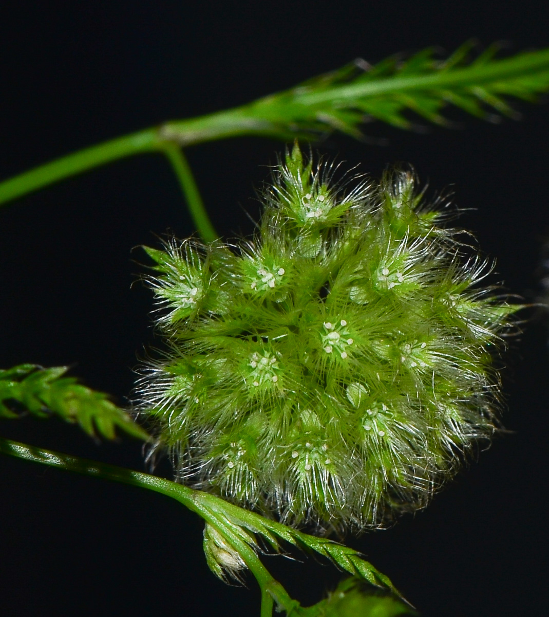 Image of Lagoecia cuminoides specimen.