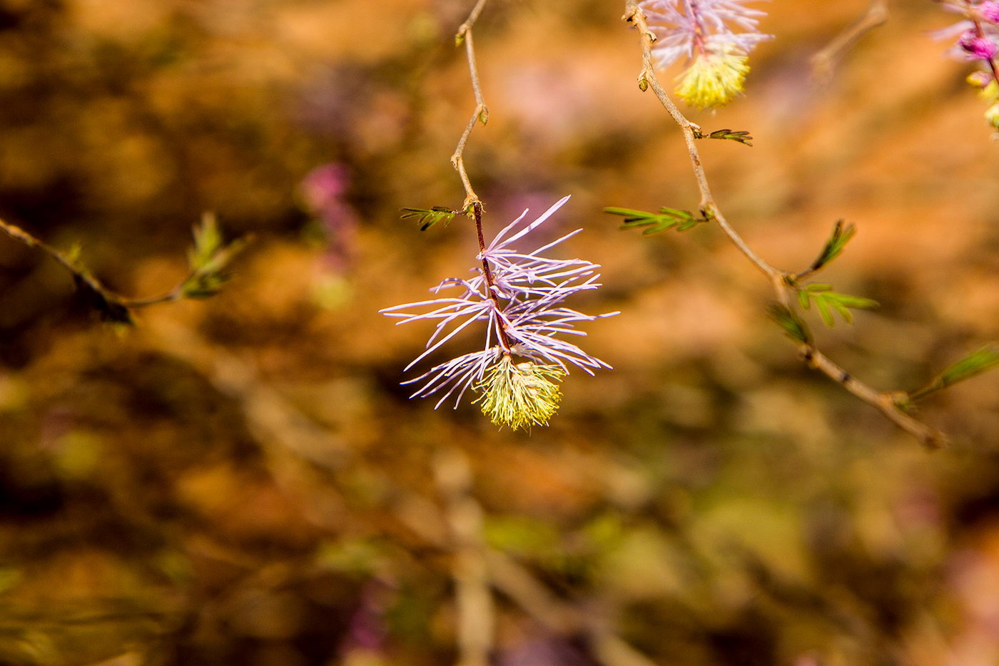 Image of genus Dichrostachys specimen.