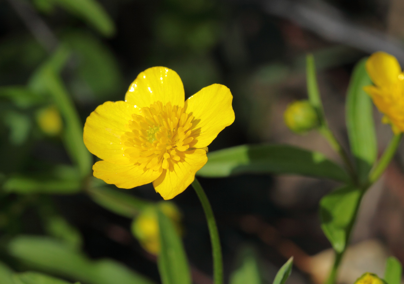 Изображение особи Ranunculus monophyllus.