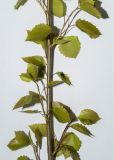 Populus tremula