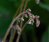 Saxifraga umbrosa