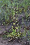 Eryngium planum. Растение с развивающимися соцветиями. Нижегородская обл., Кстовский р-н, окр. с. Вередеево, луг. 20.06.2017.