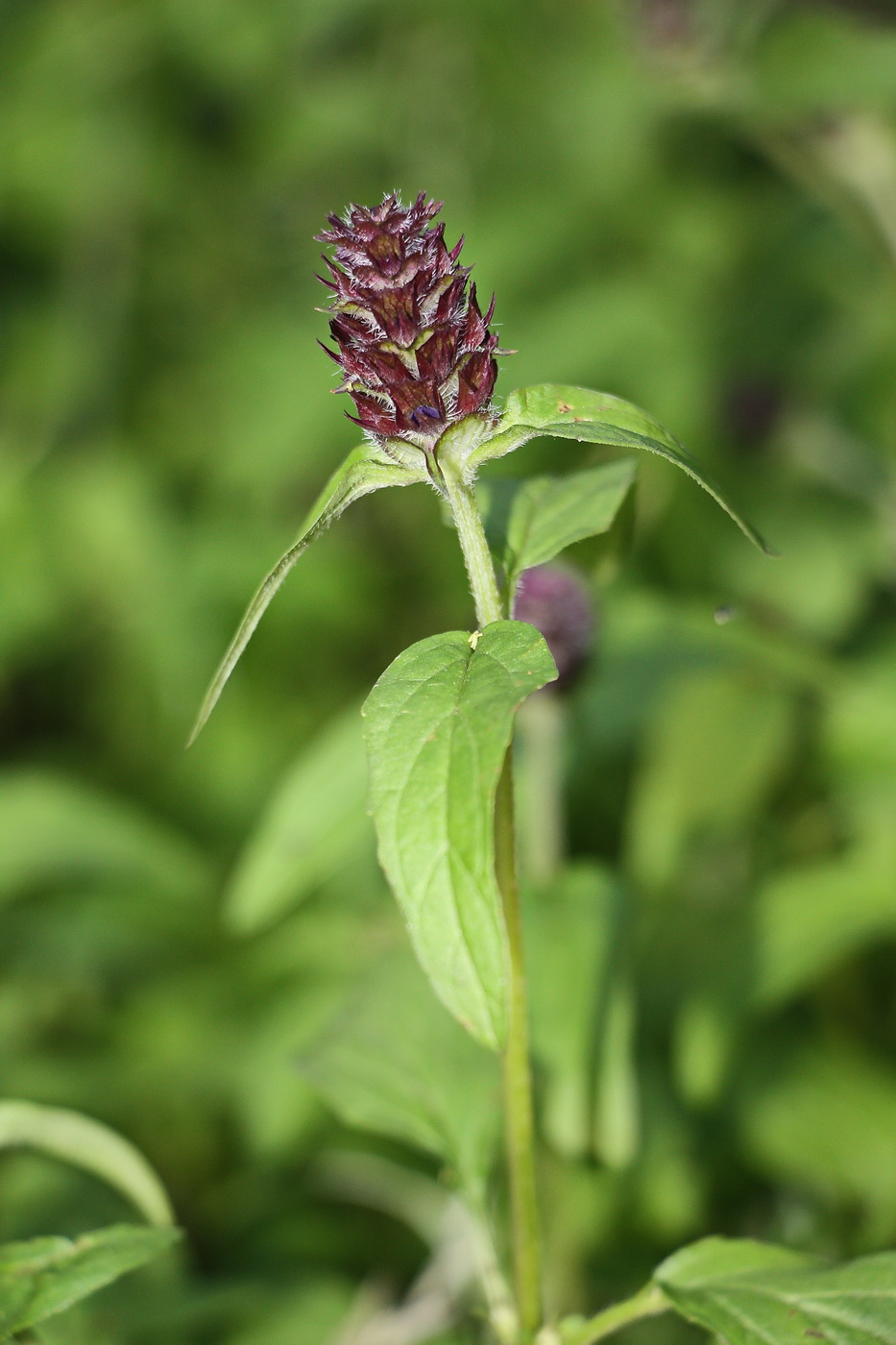 Image of Prunella vulgaris specimen.